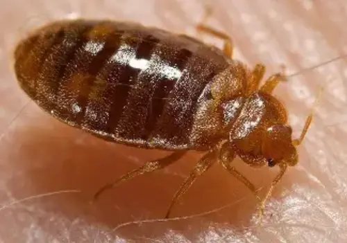 Bed-Bug-Treatment--in-Claypool-Arizona-bed-bug-treatment-claypool-arizona.jpg-image