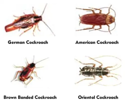 Cockroach-Extermination--in-Arizona-City-Arizona-cockroach-extermination-arizona-city-arizona.jpg-image