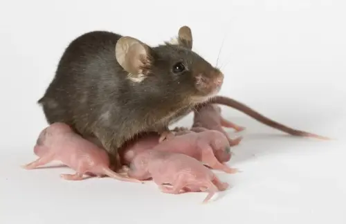 Mice-Extermination--in-Asu-Arizona-mice-extermination-asu-arizona.jpg-image