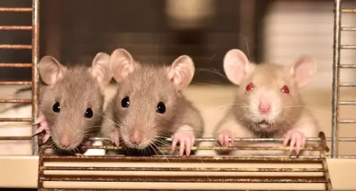 Rat-Control--in-Palo-Verde-Arizona-rat-control-palo-verde-arizona.jpg-image