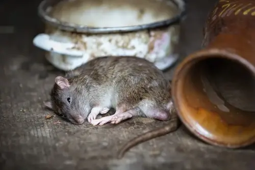 Rat-Extermination--in-Camp-Verde-Arizona-rat-extermination-camp-verde-arizona.jpg-image