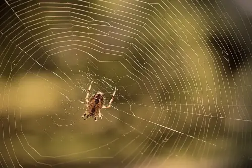 Spider-Removal--in-Cottonwood-Arizona-spider-removal-cottonwood-arizona.jpg-image