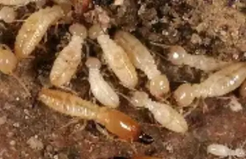 Termite-Treatment--in-Claypool-Arizona-termite-treatment-claypool-arizona.jpg-image